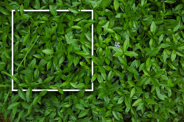 Frame for natural background from juicy green leves with drops after rain.