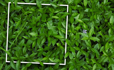 Frame for natural background from juicy green leves with drops after rain.