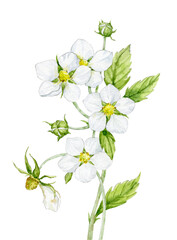 Obraz premium Delicate watercolor bouquet of strawberry flowers. Watercolour illustration.