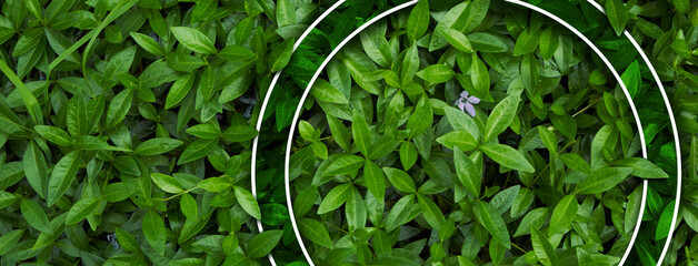 Frame for natural background from juicy green leves with drops after rain.