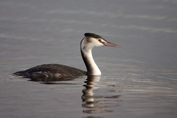 Great Crested Grebe, Fuut, Podiceps cristatus