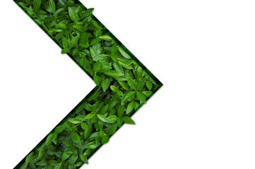 Frame for natural background from juicy green leves with drops after rain.