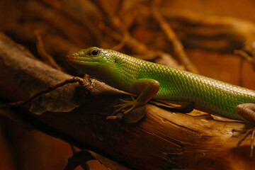 Fototapeta premium Small lizard close-up in the animal park.
