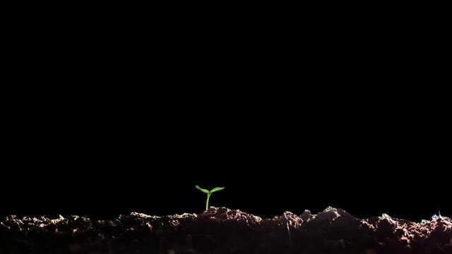 Plant seedling seeds germinate and grow