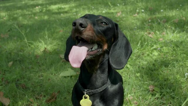 Black and tan dachshund dog delightful sit on green grass with the tongue out of the mouth. Breath with the mouth from the heat on a hot summer or spring day. Close up shot high quality video.