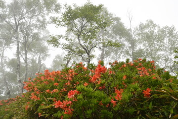 霧の中の白樺平れんげつつじ