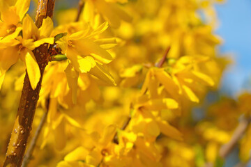 Blooming yellow forsythia in spring in the park.