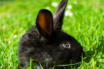 Black little rabbit sits in the grass surrounded by white daisies. Closeup portrait of animal in side view with selective focus on rabbit face.