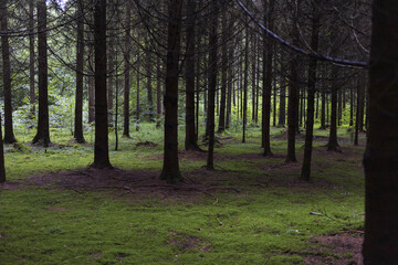 dark spruce forest with green moss floor