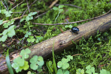 bright black bug on old tree trunk in the green moss woods floor