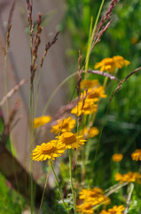 Yellow chamomile flowers in the garden in green grass along the fence. Selective focus on a flower bud with a blurred background.