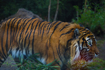Close-up of a beautiful adult tiger in the green.