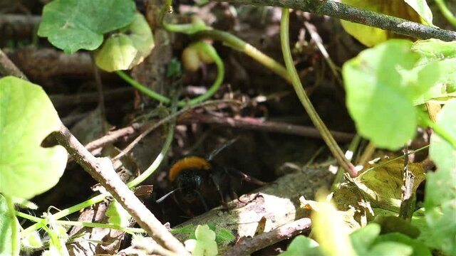 The bumblebee climbs out of the hole in a soil where has nest and flies away, slow motion.