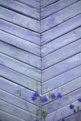 background, Wood texture painted with purple paint