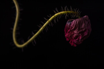 dried red poppy on a black background