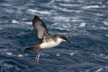 Grote Pijlstormvogel, Great Shearwater, Puffinus gravis