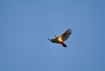 Grote Bonte Specht, Great Spotted Woodpecker, Dendrocopos major