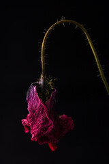 dried red poppy on a black background
