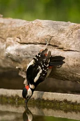 Foto op Aluminium Grote Bonte Specht, Great Spotted Woodpecker, Dendrocopus major © AGAMI