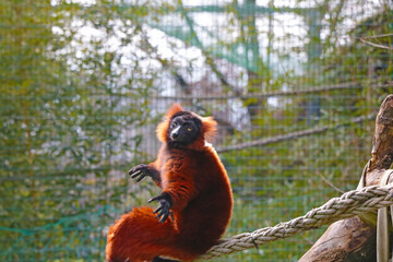 Close-up on a red lemur on a tree. © Dzmitry