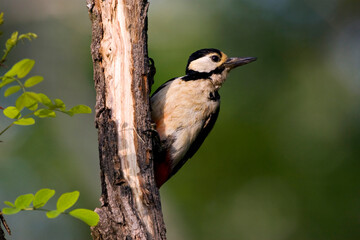 Grote Bonte Specht, Great Spotted Woodpecker, Dendrocopos major