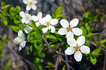 Blooming branch of cherry or plum in the park.