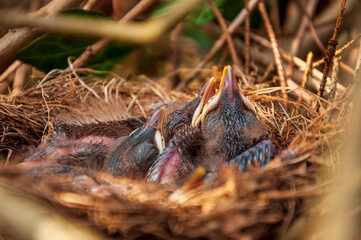 Blackbird chiks III © Cassius Black