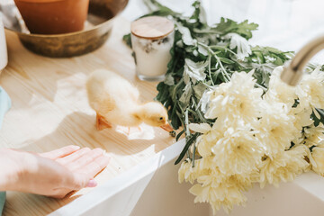 little red haired girl is sitting in the kitchen of a country house with duckling bathing in sink,...