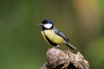 Naklejka premium Koolmees, Great Tit, Parus major