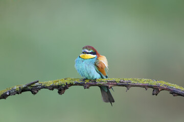 An adult bee-eater sits ( Merops apiaster) on a dry branch in the rays of the soft morning sun against a beautiful blurred background. Close-up bright color photo