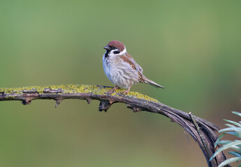 An adult Eurasian tree sparrow (Passer montanus) is shot in close-up on a branch against a soft green background