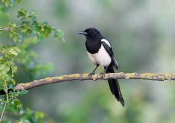 An adult common magpie (Pica pica) sits on a dry branch against a beautifully blurred green background - 439846472