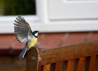 Koolmees, Great Tit, Parus major