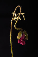 dried red poppy on a black background