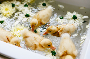 duckling bathing in sink in the kitchen of a country house, summer vibes concept