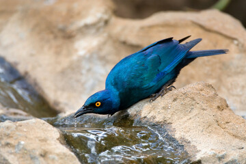 Groenstaart-glansspreeuw, Greater Blue-eared Starling, Lamprotornis chalybaeus