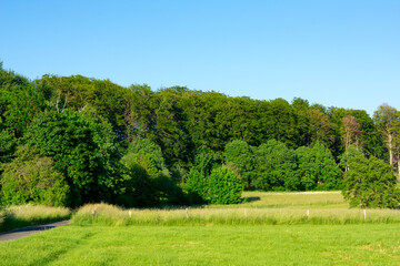 landscape with trees. Green landscape background. Europe nature background.