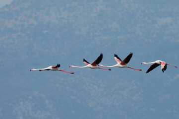 Greater Flamingo, Flamingo, Phoenicopterus roseus