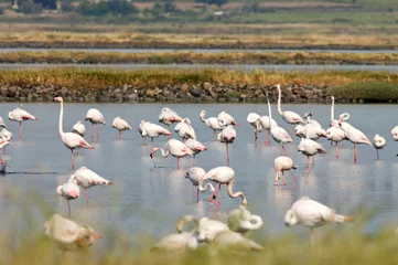 Foto op Canvas Flamingo, Greater Flamingo, Phoenicopterus roseus © AGAMI
