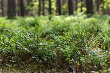 Blueberry bushes on the moss in  forest close up