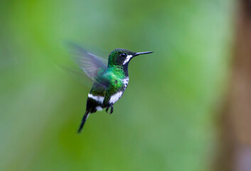 Groene Draadkolibrie, Green Thorntail, Discosura conversii © AGAMI