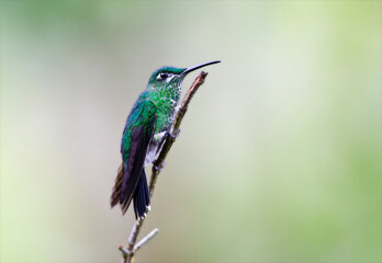 Groenkruinbrilliantkolibrie, Green-crowned Brilliant, Heliodoxa jacula