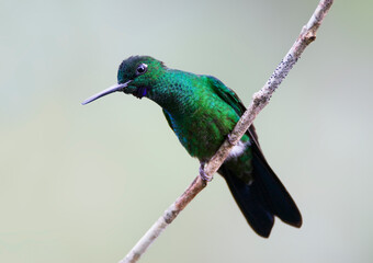 Groenkruinbrilliantkolibrie, Green-crowned Brilliant, Heliodoxa jacula