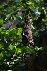 Nest of sparrow. Location: Kerala, India Date 21-10-2019.