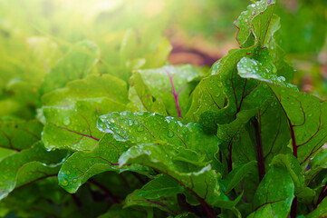 young beetroot plants on the bed