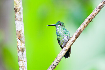 Groenkruinbrilliantkolibrie, Green-crowned Brilliant, Heliodoxa jacula