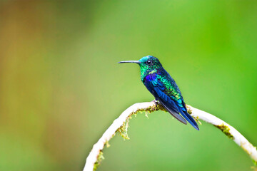 Fototapeta premium Groenkroonbosnimf, Green-crowned Woodnymph, Thalurania fannyae