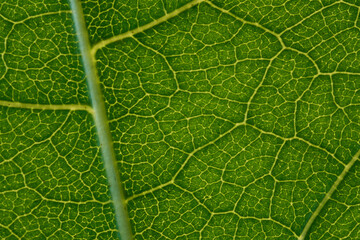 Vein details of a green leaf.