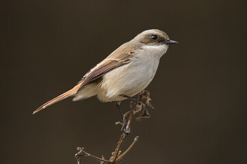 Grijs Paapje, Grey Bushchat, Saxicola ferreus