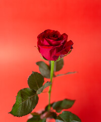 Fototapeta premium beautiful red rose flower on a branch on a red background